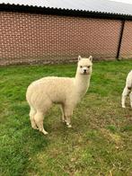 Alpaca hengst, Dieren en Toebehoren