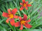 Hemerocallis "Sammy Russell", Tuin en Terras, Planten | Tuinplanten, Ophalen, Zomer, Vaste plant, Volle zon