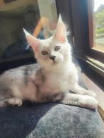 Maine Coons Shadett, Kater, Gechipt, 0 tot 2 jaar