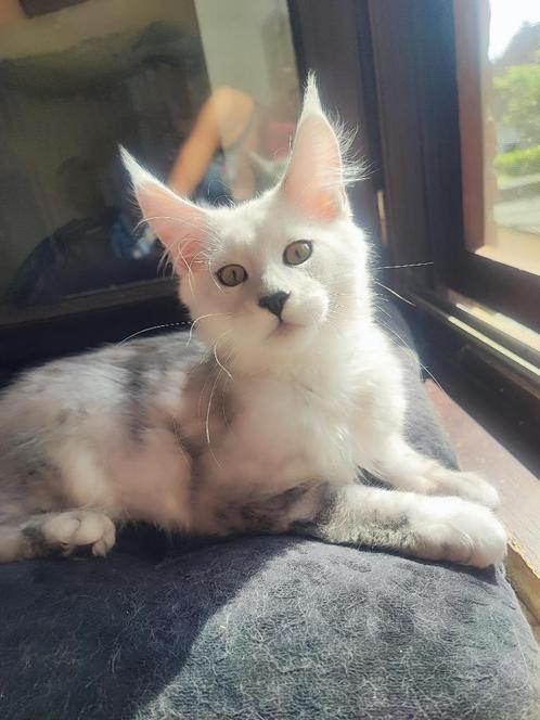 Maine Coons Shadett, Dieren en Toebehoren, Katten en Kittens | Raskatten | Langhaar, Kater, 0 tot 2 jaar, Met stamboom, Gechipt