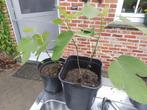 vijgenboom, Tuin en Terras, Planten | Bomen, Ophalen, In pot, Minder dan 100 cm