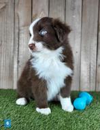 Australische herder pups aussi australien Shepherd puppy, Dieren en Toebehoren, Honden | Herdershonden en Veedrijvers, België