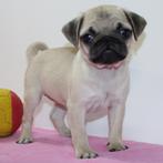 Mopshond puppy's te koop (Belgisch), België, CDV (hondenziekte), 8 tot 15 weken, Meerdere