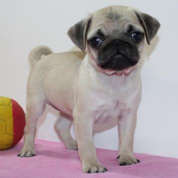 Mopshond puppy's te koop (Belgisch) beschikbaar voor biedingen