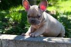 Bouledogue français, Animaux & Accessoires, Particulier, 8 à 15 semaines, Bouledogue, Plusieurs