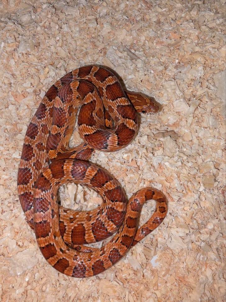 Couleuvre des blés femelle de couleur sauvage, Animaux & Accessoires, Reptiles & Amphibiens, Serpent, 0 à 2 ans, Domestique