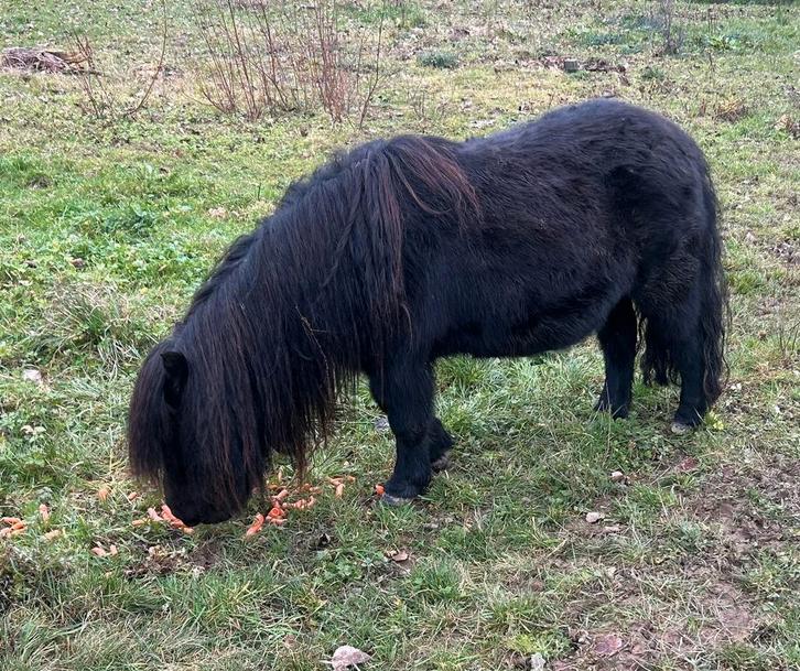 Mooie brave merrie, Dieren en Toebehoren, Pony's, Merrie