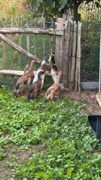 Indische loopenden, Dieren en Toebehoren, Pluimvee