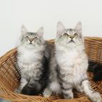 Maine Coon kittens te koop, Gechipt, Meerdere dieren, 0 tot 2 jaar