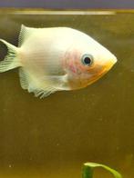 Aquariumvissen te koop, Dieren en Toebehoren