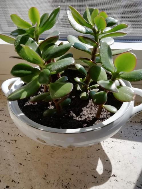 Crassula plantjes in bavaria schaal en anderen, Tuin en Terras, Planten | Tuinplanten, Zomer, Ophalen