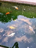 Kois en steur, Dieren en Toebehoren, Vissen | Vijvervissen, Karper of Koi