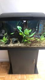 aqarium met kast, Dieren en Toebehoren, Ophalen, Zo goed als nieuw