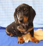 Super leuke Teckel pups!, Dieren en Toebehoren, Honden | Teckels en Dashonden, 15 weken tot 1 jaar, CDV (hondenziekte), Dwerg