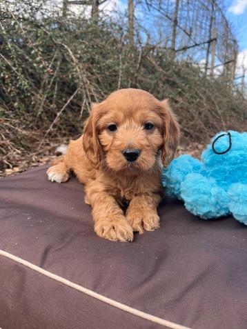 Très beaux chiots cockapoo disponibles, Taille moyenne, Plusieurs, Parvovirose, Belgique