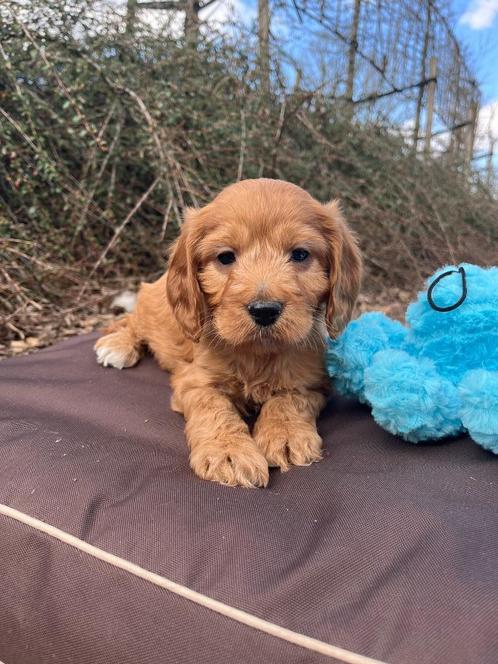 Zeer mooie cockapoo pupjes beschikbaar, Dieren en Toebehoren, Honden | Niet-rashonden, Middel, Meerdere dieren, Fokker | Professioneel