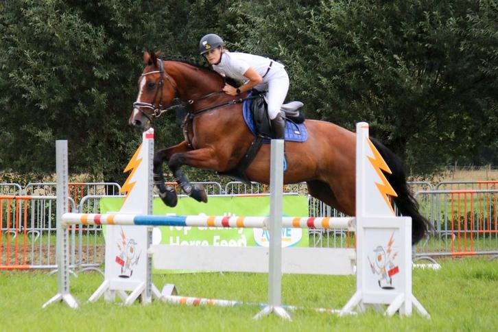 supe lieve betrouwbare 16 jarige merrie, Dieren en Toebehoren, Paarden, Merrie, B