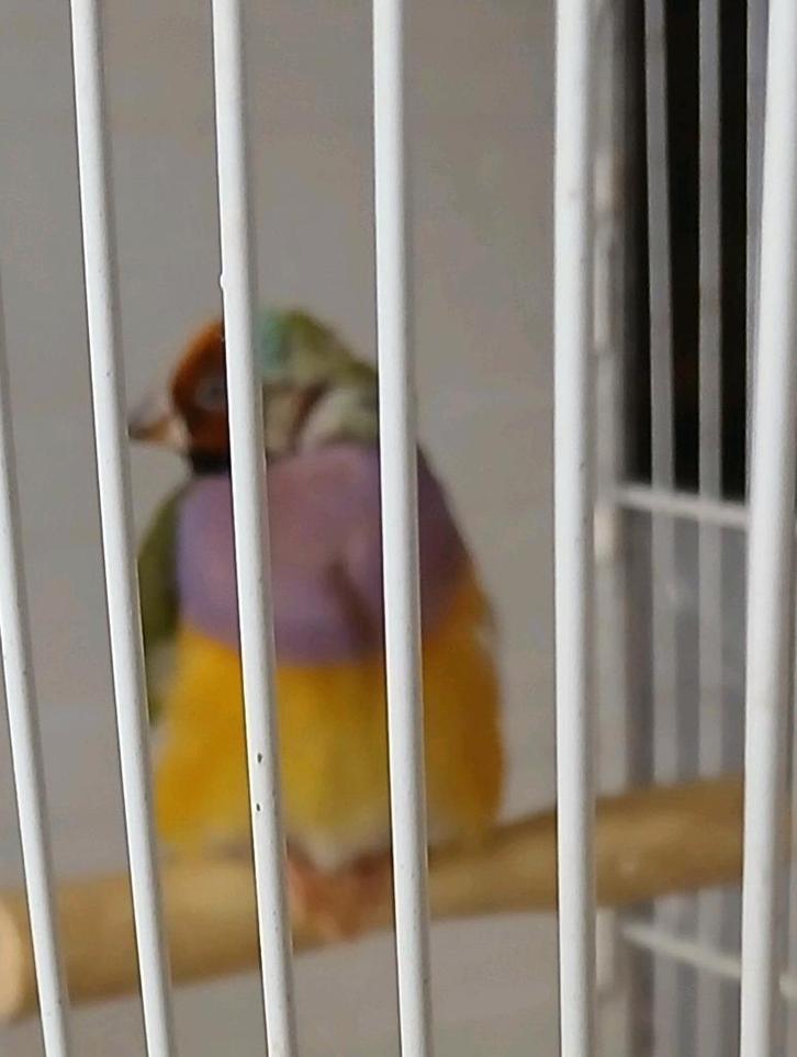 Cherche 1 femelle Diamant de gould, Dieren en Toebehoren, Vogels | Parkieten en Papegaaien, Vrouwelijk