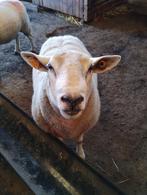 Zware dek ram swifter Texel, Dieren en Toebehoren, Schapen, Geiten en Varkens, Mannelijk, Schaap, 0 tot 2 jaar