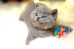 britse korthaar pluisjes kittens, Meerdere dieren, 0 tot 2 jaar, Gechipt