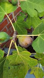 Vijgenboom "BROWN TURKEY", Overige soorten, Lente, 100 tot 250 cm, Ophalen