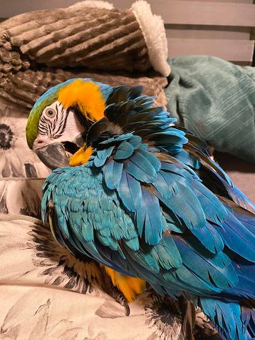 Prachtige & Supertamme Blauw Gele Ara! FREEFLIGHT GETRAIND, Mâle, Perroquet, Parleur