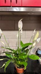 Plant, Tuin en Terras, Ophalen