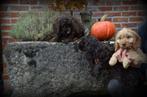 Cockapoo pups, Dieren en Toebehoren, Poedel, België, CDV (hondenziekte), 8 tot 15 weken