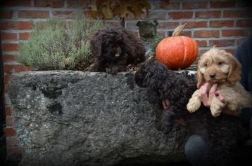 Cockapoo pups beschikbaar voor biedingen