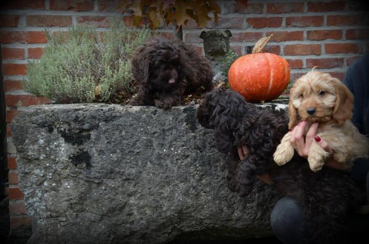Cockapoo pups, Dieren en Toebehoren, Honden | Chihuahua's en Gezelschapshonden, Teef, Poedel, Fokker | Professioneel, Meerdere