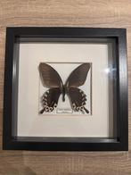 Vlinder ingelijst, Verzamelen, Ophalen of Verzenden, Nieuw, Insect, Opgezet dier