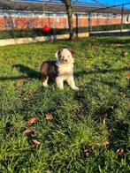 Chiots de berger australiens doux et sociaux à vendre, Plusieurs, Parvovirose, Belgique, Berger