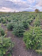 Kerstbomen picea abies omorika Nordmann, Tuin en Terras, Ophalen of Verzenden