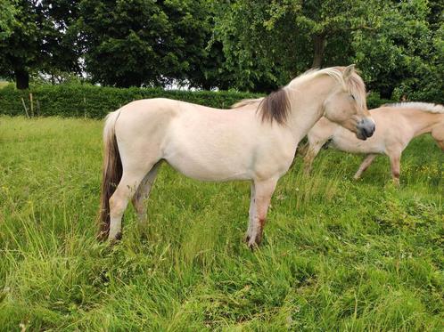 2 jaarse fjordenmerrie, Dieren en Toebehoren, Paarden, Hengst