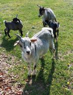 Dwerggeitjes, Dieren en Toebehoren