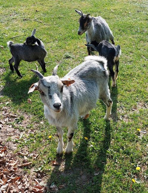 Dwerggeitjes, Dieren en Toebehoren, Schapen, Geiten en Varkens