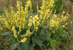 Verbascum nigrum, Ophalen