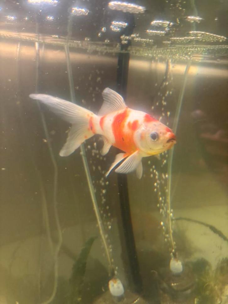 Sarasa & Shubunkin goudvissen te koop, Dieren en Toebehoren, Vissen | Vijvervissen, Goudvis(sen)