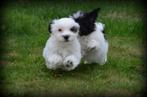 Speelse Boomer pups, België, Maltezer, CDV (hondenziekte), 8 tot 15 weken