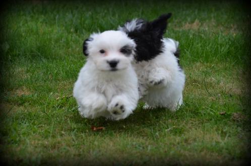 Speelse Boomer pups, Dieren en Toebehoren, Honden | Chihuahua's en Gezelschapshonden, Meerdere dieren, Maltezer, Fokker | Professioneel