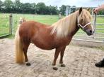 7 jarige mini shetlandpony, Dieren en Toebehoren, Pony's, Merrie, Niet van toepassing, A pony (tot 1.17m), 7 tot 10 jaar