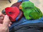 Edelpapegaaien Man en Pop, Dieren en Toebehoren, Vogels | Parkieten en Papegaaien, Geringd