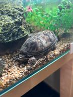 Muskusschildpad met certificaat, Dieren en Toebehoren, Reptielen en Amfibieën, Schildpad, 0 tot 2 jaar