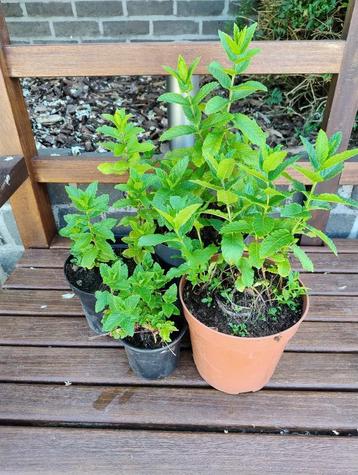 Tuinplanten beschikbaar voor biedingen