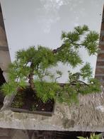 Bonsai Larix Windgestriemd, Tuin en Terras, Planten | Bomen, Ophalen