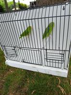 Thui celeste, Animaux & Accessoires, Oiseaux | Perruches & Perroquets