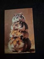 Postkaart hamsters, Verzamelen, Postkaarten | Dieren, Ophalen of Verzenden