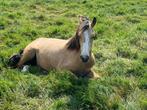 BRP jaarling, Dieren en Toebehoren, Gechipt, Ruin, Springpony, 0 tot 2 jaar
