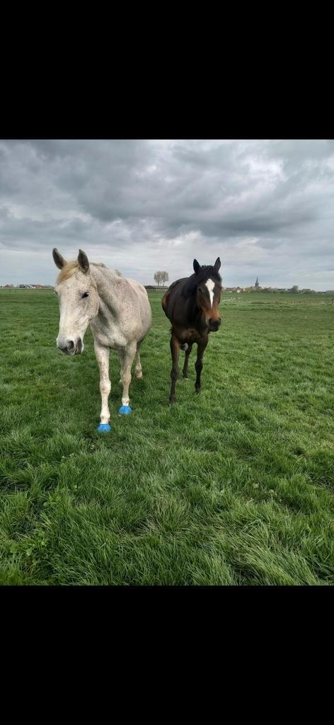 Gezocht nieuw maatje, Dieren en Toebehoren, Paarden, Merrie, Zadelmak