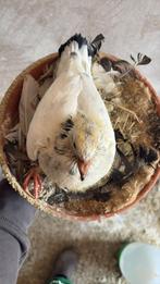 Jonge duif 2025 Ludo Claessens, Dieren en Toebehoren, Vogels | Duiven, Geslacht onbekend, Postduif